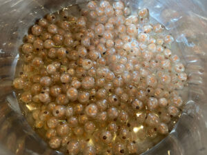 White currant jelly